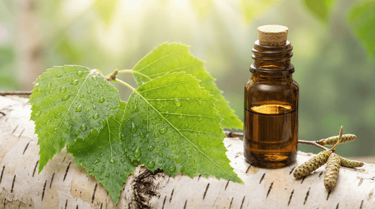 Birke ätherisches Öl in Glasflasche neben frischen Birkenblättern mit Wassertropfen auf hellem Birkenholz – natürlicher Waldduft für den Saunaaufguss
