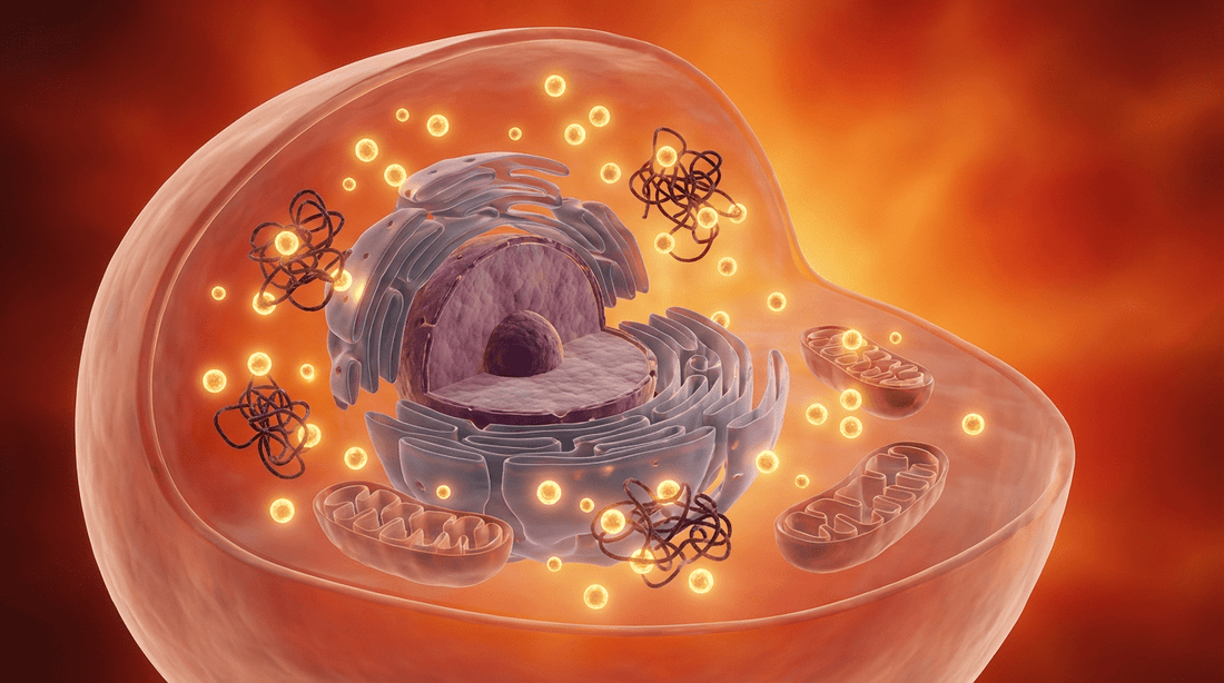 Hitzeschockproteine reparieren Zellen in der Sauna: Der biologische Anti-Aging Effekt.