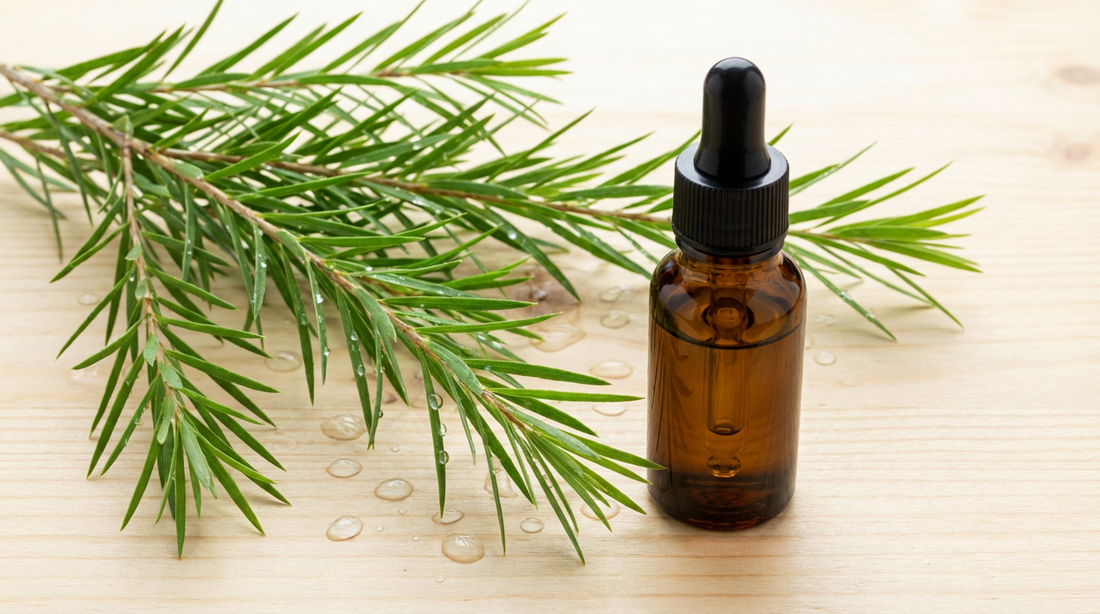 Teebaum ätherisches Öl in dunkler Glasflasche neben frischen Melaleuca-Zweigen mit Wassertropfen auf hellem Saunaholz – klärende Frische für den Saunaaufguss