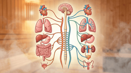 Illustration des vegetativen Nervensystems mit Sympathikus und Parasympathikus – die beiden Gegenspieler, die durch Sauna trainiert werden