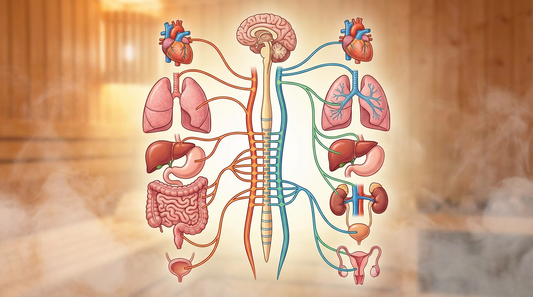 Illustration des vegetativen Nervensystems mit Sympathikus und Parasympathikus – die beiden Gegenspieler, die durch Sauna trainiert werden